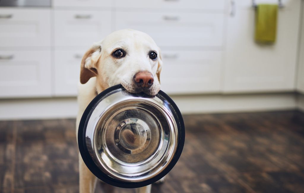 croquette chien sans céréales